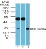 DKK1 Polyclonal Antibody