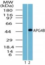 ATG4B Antibody in Western Blot (WB)