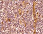CXCR7 Polyclonal Antibody