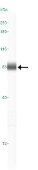 CXCR7 Antibody in Western Blot (WB)