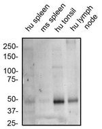 CXCR7 Antibody in Western Blot (WB)