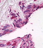 FUZ Polyclonal Antibody