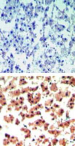 RGS19 Polyclonal Antibody