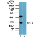 RGS19 Antibody in Western Blot (WB)