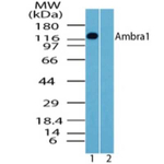 AMBRA1 Antibody in Western Blot (WB)