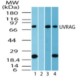 UVRAG Polyclonal Antibody