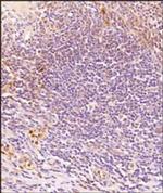 GPR18 Antibody in Immunohistochemistry (Paraffin) (IHC (P))