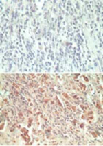 GPR18 Antibody in Immunohistochemistry (Paraffin) (IHC (P))