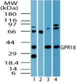 GPR18 Antibody in Western Blot (WB)