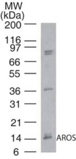 AROS Polyclonal Antibody