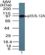 IL-12 p35 Polyclonal Antibody