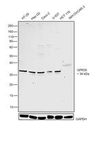 GPR35 Antibody in Western Blot (WB)