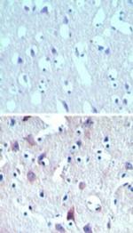 C8orf55 Polyclonal Antibody