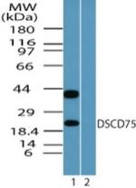 C8orf55 Antibody in Western Blot (WB)