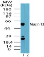 MUC13 Antibody in Western Blot (WB)