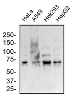 MUC13 Antibody in Western Blot (WB)