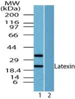 Latexin Antibody in Western Blot (WB)