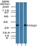 Embigin Polyclonal Antibody