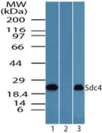 Syndecan 4 Polyclonal Antibody