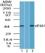 eIF4A1 Antibody in Western Blot (WB)