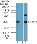 ALS2CR2 Antibody in Western Blot (WB)