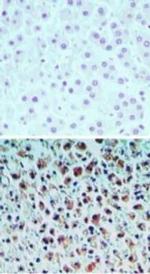 CNPY3 Antibody in Immunohistochemistry (Paraffin) (IHC (P))