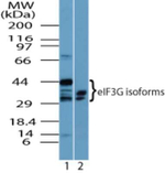 eIF3g Antibody in Western Blot (WB)