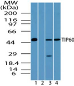TIP60 Antibody in Western Blot (WB)