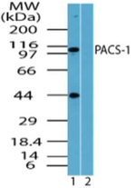 PACS1 Polyclonal Antibody