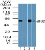 eIF3d Polyclonal Antibody