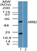 beta-Arrestin 2 Antibody in Western Blot (WB)