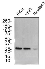 EBI3 Antibody in Western Blot (WB)