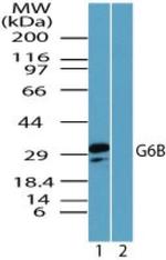 G6B Polyclonal Antibody