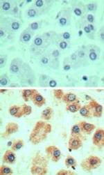LY6G6D Antibody in Immunohistochemistry (Paraffin) (IHC (P))