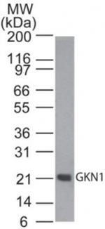 GKN1 Polyclonal Antibody