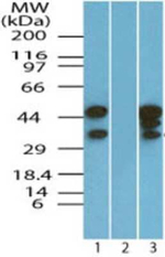eIF3g Antibody in Western Blot (WB)