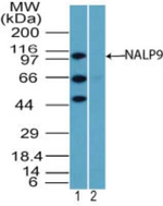 NALP9 Antibody in Western Blot (WB)
