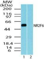 EAR2 Polyclonal Antibody