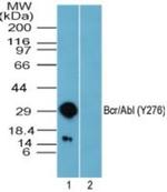 Phospho-BCR (Tyr276) Polyclonal Antibody