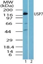 USP7 Polyclonal Antibody