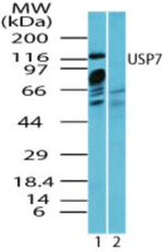 USP7 Antibody in Western Blot (WB)