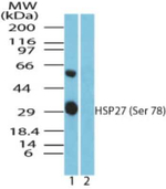 Phospho-HSP27 (Ser78) Antibody in Western Blot (WB)