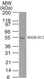 MAGED2 Polyclonal Antibody