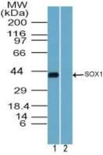 SOX1 Polyclonal Antibody