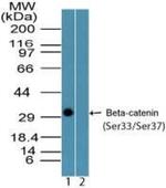 Phospho-beta Catenin (Ser33, Ser37) Antibody in Western Blot (WB)