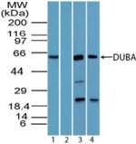 OTUD5 Antibody in Western Blot (WB)