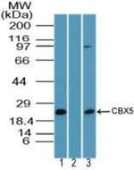 HP1 alpha Polyclonal Antibody