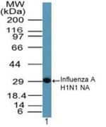 Influenza A H1N1 NA Polyclonal Antibody