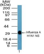 Influenza A H1N1 NS Polyclonal Antibody