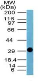 Influenza A NS1 Polyclonal Antibody